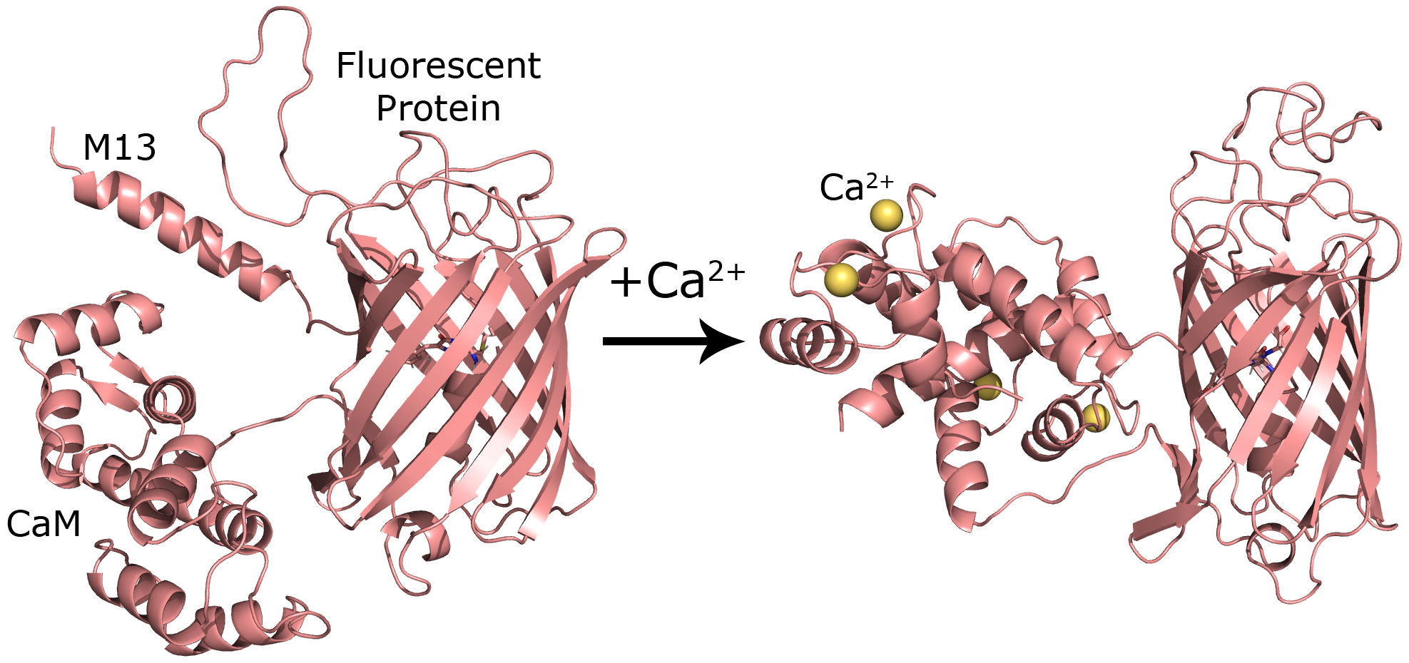 REX-GECO calcium binding diagram